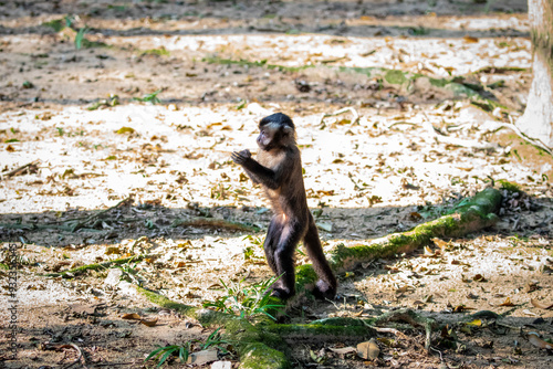 Macaquinho