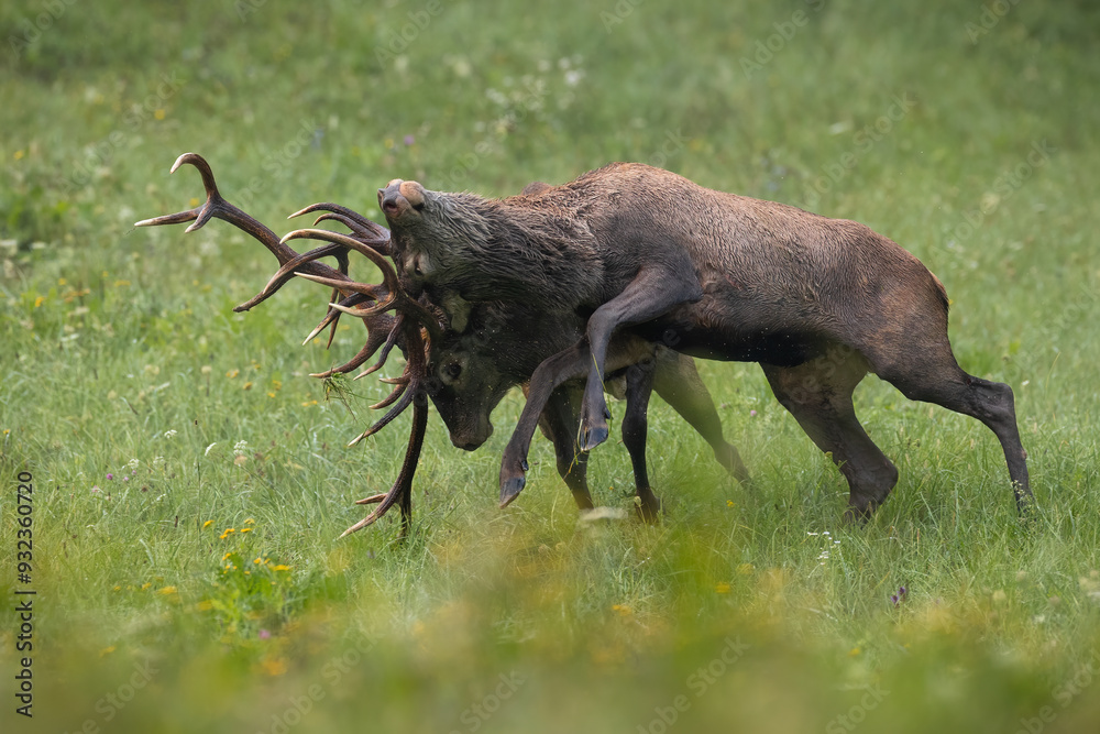 Two red deer in battle on green meadow in autumn time