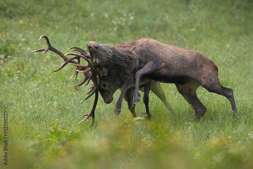 Obraz na płótnie Two red deer in battle on green meadow in autumn time w salonie