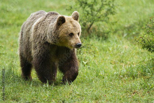 Obraz na płótnie Brown bear walking on green grassland in summer nature w salonie