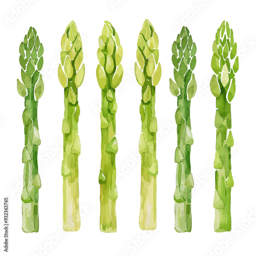 Vector Asparagus simple and minima