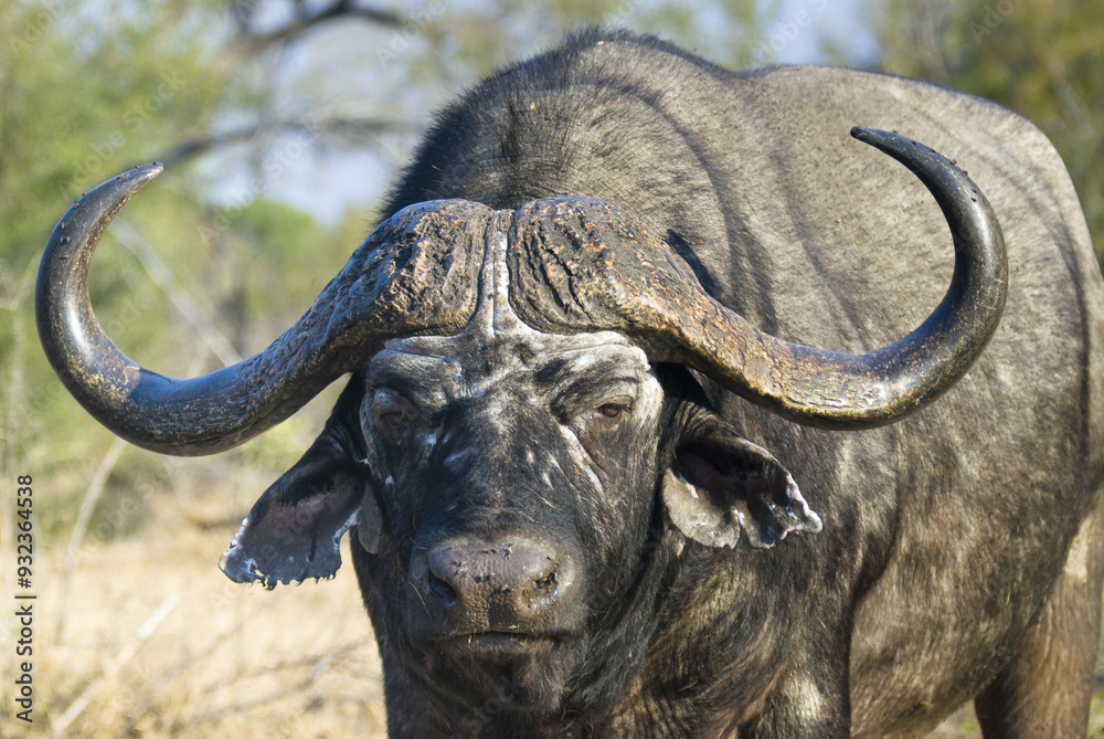 African Buffalo or Cape Buffalo (Syncerus caffer), Kruger National Park, South Africa, Africa African Buffalo or Cape Buffalo (Syncerus caffer), Kruger National Park, South Africa, Africa