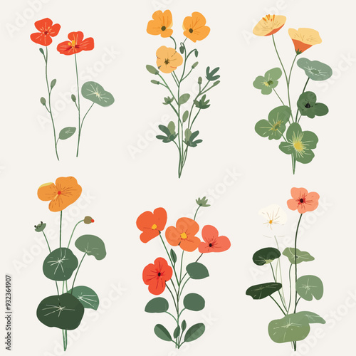 Vector Nasturtium simple and minim