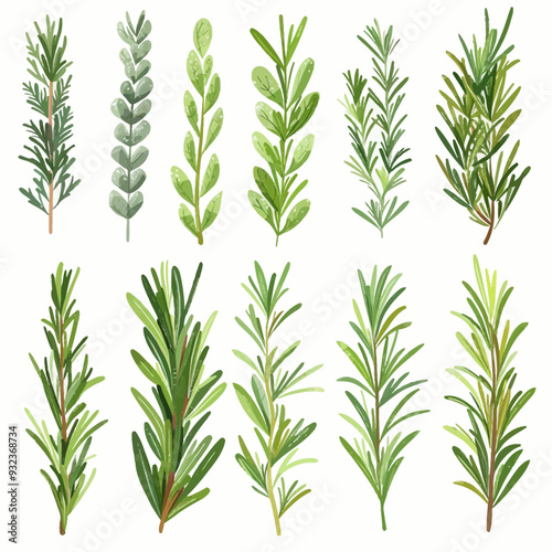 Vector Rosemary simple and minimal