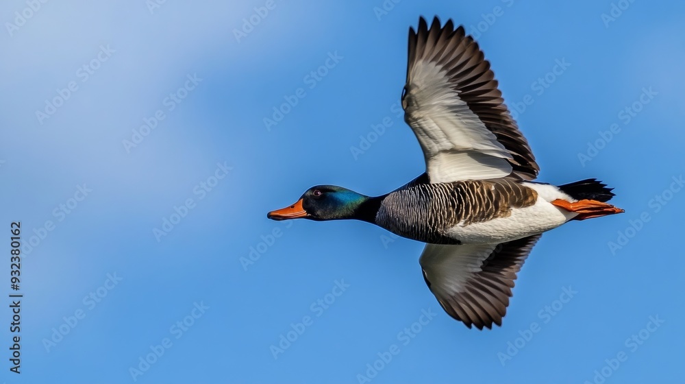 Fototapeta premium Flying bird in sky