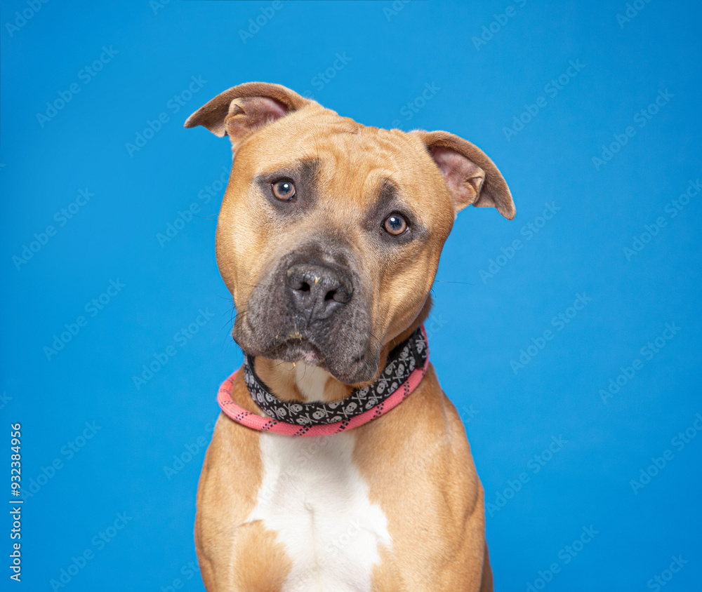 cute dog on an isolated background in a studio shot cute dog on an isolated background in a studio shot