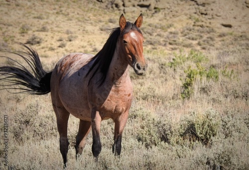 Amarissa, Wild Horse of the Sand Wash Basin in Colorado Sage Brush