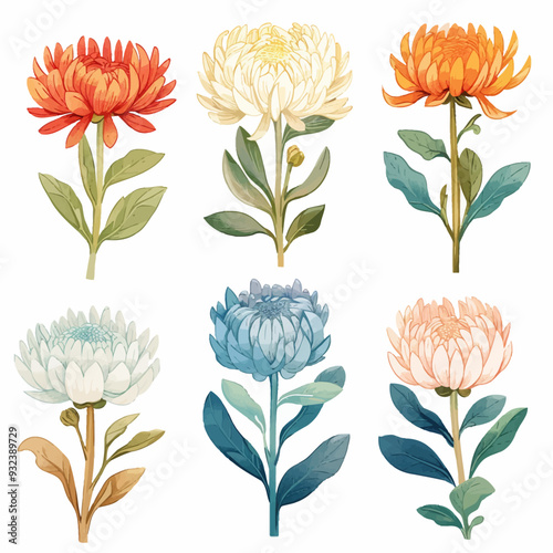 Vector Mum Chrysanthemum simple an