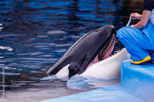 Wallpaper Mural シャチのトレーニング後のご褒美 Torontodigital.ca