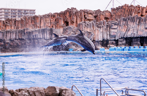 Wallpaper Mural イルカのジャンプパフォーマンス Torontodigital.ca