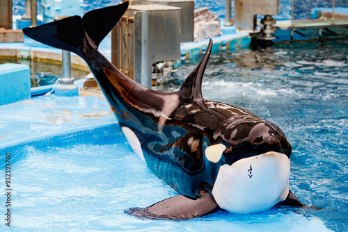 Wallpaper Mural シャチのポージング Torontodigital.ca