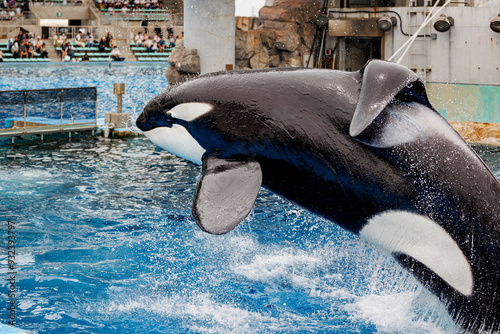 Wallpaper Mural ジャンプするシャチ Torontodigital.ca