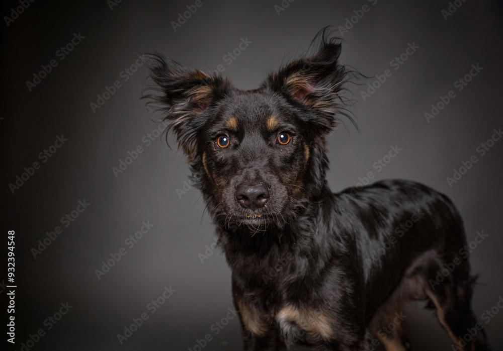 Fototapeta premium cute dog on an isolated background in a studio shot 