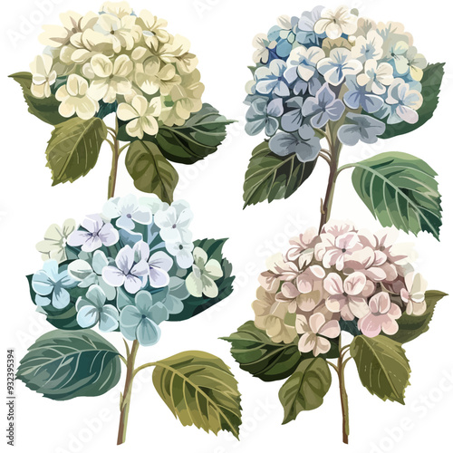 Vector Hydrangea simple and minima