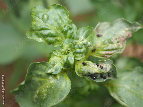 Black aphids on basil leaves. Closeup photo, blurred. photo