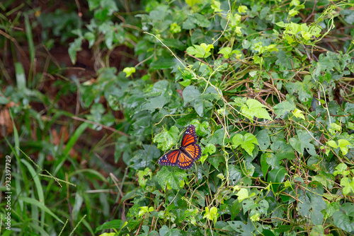 Butterfly posed on a leave