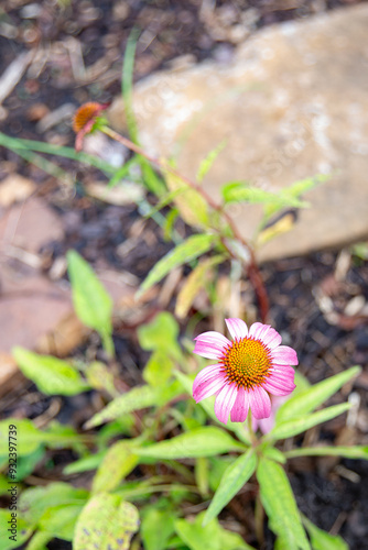 flower in the garden