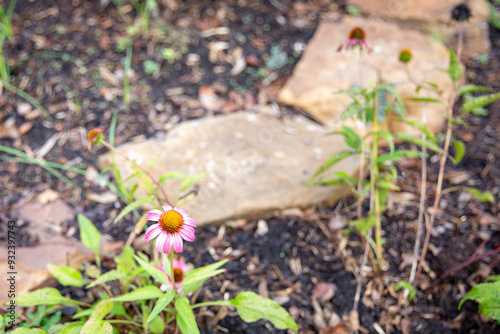 flowers in the garden