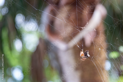 Spider and its prey