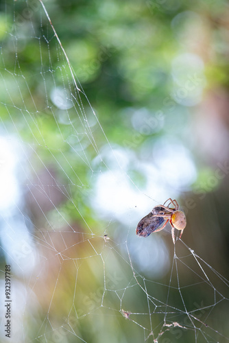 Spider with a prey