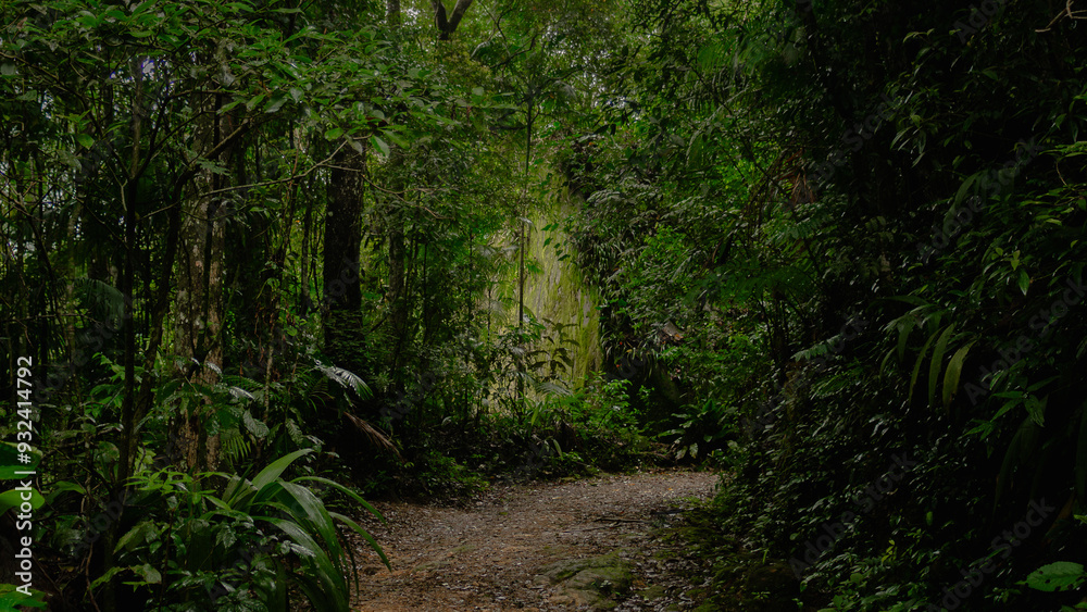 Fototapeta premium beautiful footpath in the woods