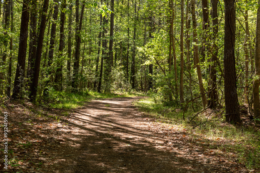Peaceful path through the woods. Less travel path in South Carolina, United States. Peaceful path through the woods. Less travel path in South Carolina, United States.