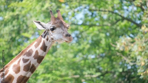 Wallpaper Mural A captivating video of a giraffe in a lush natural setting Torontodigital.ca