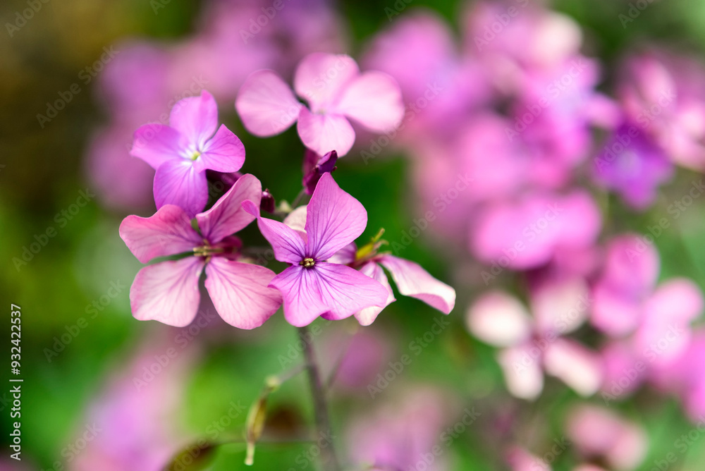 Lunaria annua, also called honesty or annual honesty Lunaria annua, also called honesty or annual honesty