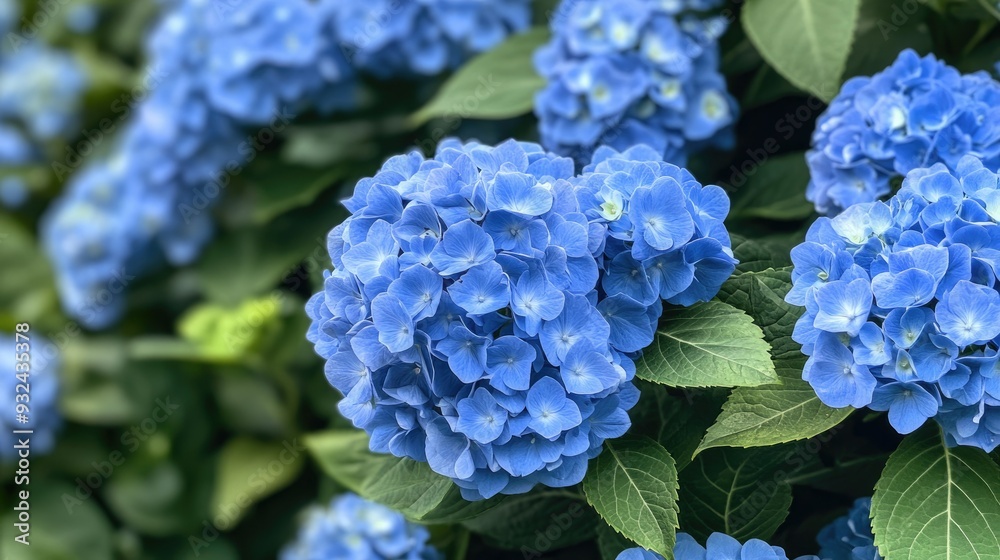 Blue hydrangea blossoms in full bloom, vibrant and lush floral display, summer garden Blue hydrangea blossoms in full bloom, vibrant and lush floral display, summer garden