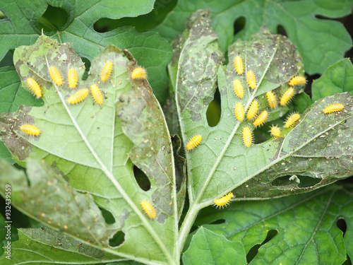 Squash lady beetle larvae on bitter gourd leaves caused by leaf miner Liriomyza attack. Insecticide product concept. Closeup photo, blurred. photo