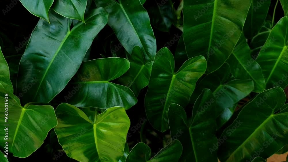 Green fern bush in the forest. Camera zoom out of a green fern bush Green fern bush in the forest. Camera zoom out of a green fern bush