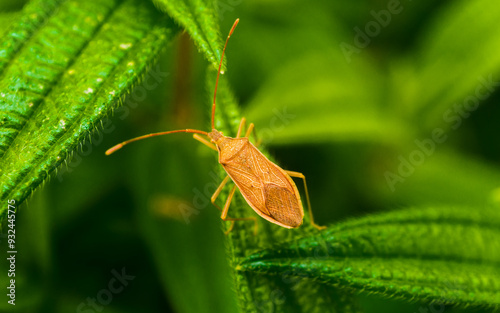 Macro shot of a bug