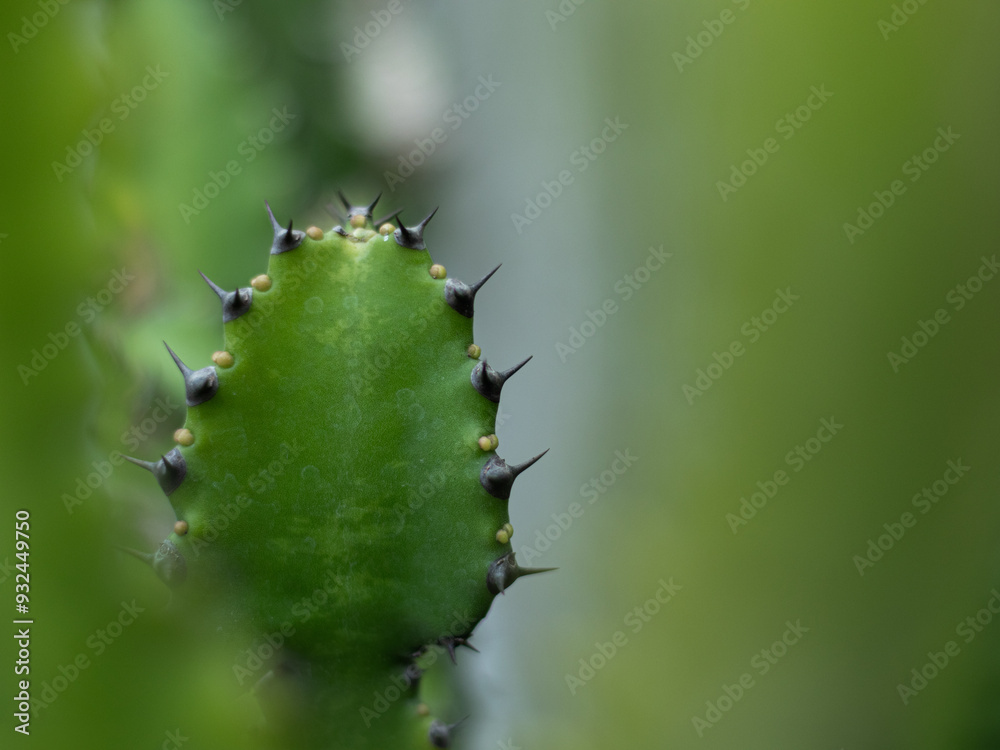 Plant cactus macro. Cactus needles close up. Blurred background. Plant cactus macro. Cactus needles close up. Blurred background.