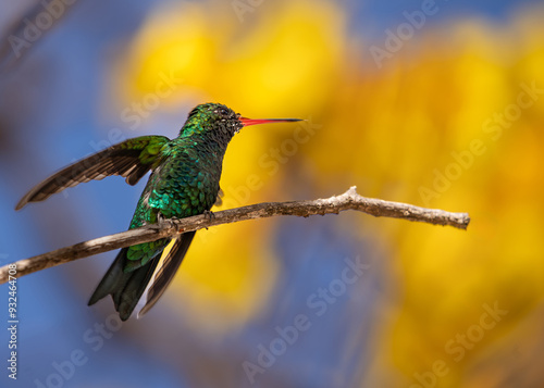 Glittering humingbird on yellow flowers background, Glittering-bellied emerald (Chlorostilbon lucidus) photo