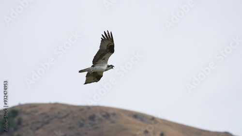 Osprey flying through the sky in slow motion in Utah.