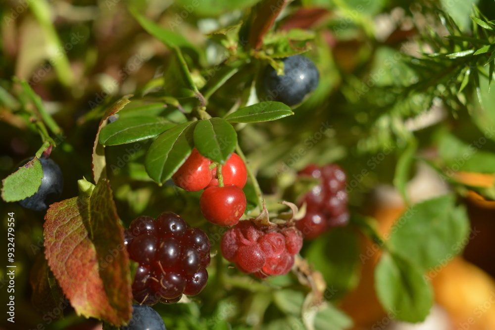 Forest berries - blackberries, lingonberries, raspberries and blueberries close-up