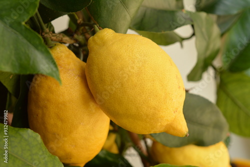 Large ripe yellow lemon fruits on tree close-up photo