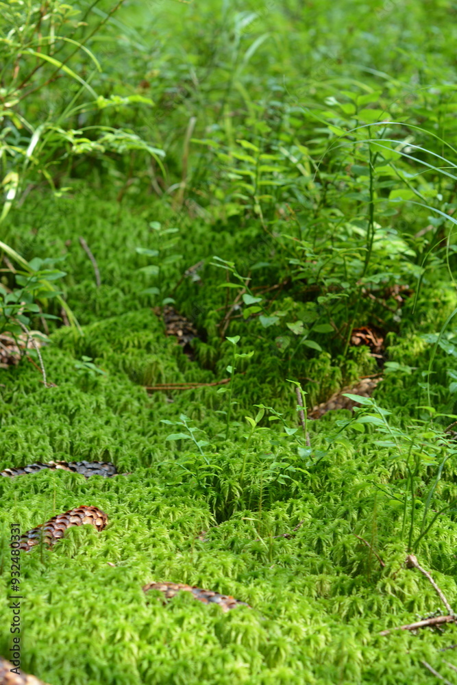 Green moss, fallen pine cones and green blueberry bushes in the forest Green moss, fallen pine cones and green blueberry bushes in the forest