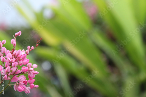 copy-space flowers,  flower above or top view on the garden with violet color, beautiful, exotic, natural object that make freshness.
close up of pink flower