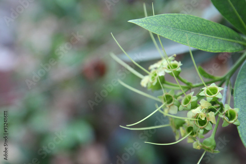 copy-space flowers, single flower above or top view on the garden with green color, beautiful, exotic, natural object that make freshness, plant in the garden