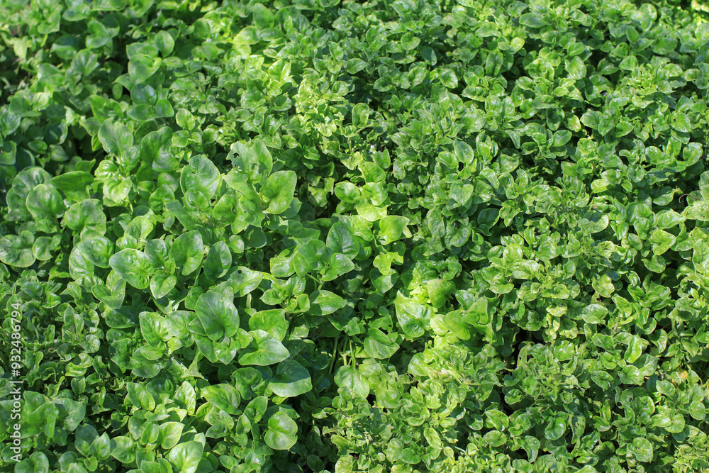 Close up Watercress or Nasturtium officinale is a leafy green plant that grows in freshwater. Organic vagetable. Close up Watercress or Nasturtium officinale is a leafy green plant that grows in freshwater. Organic vagetable.
