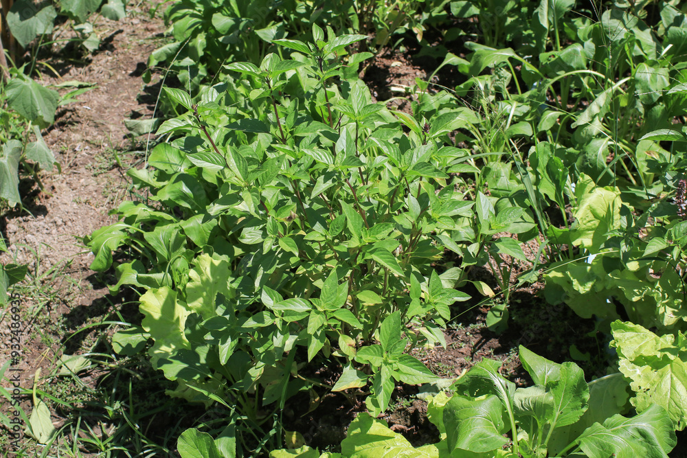 Thai basil or Ocimum basilicum in organic plantation. Fresh herbal ingredient raw vegetable aromatic Thai basil or Ocimum basilicum in organic plantation. Fresh herbal ingredient raw vegetable aromatic
