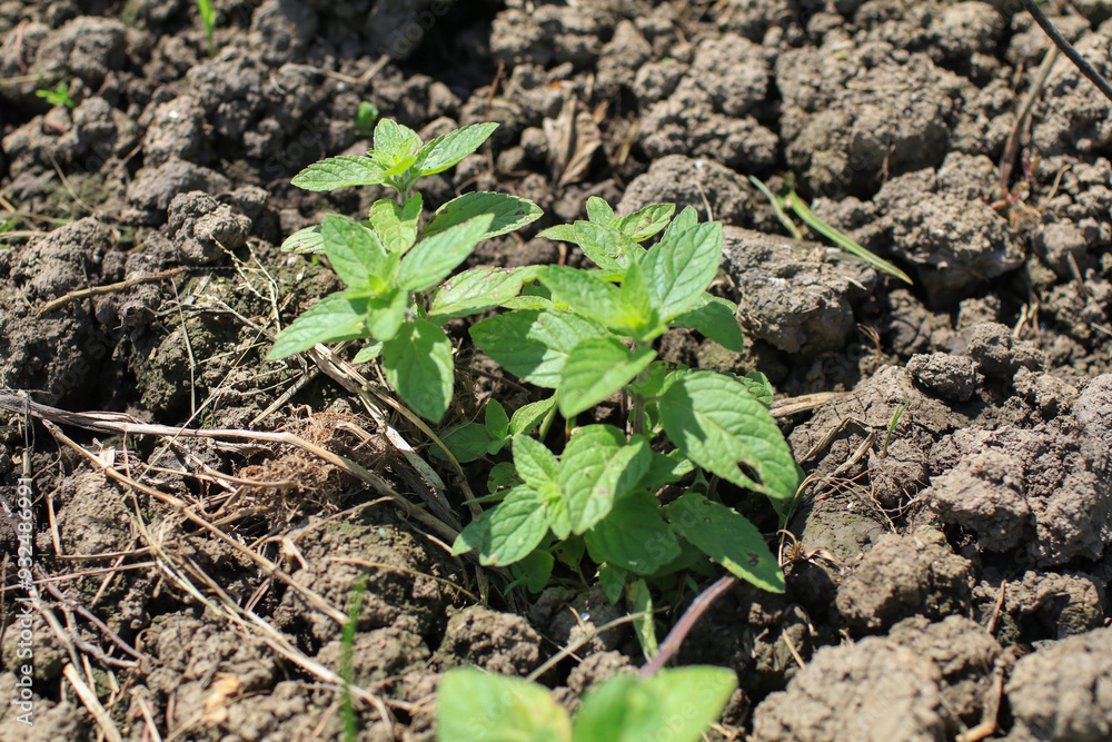 Thai basil or Ocimum basilicum in organic plantation. Fresh herbal ingredient raw vegetable aromatic Thai basil or Ocimum basilicum in organic plantation. Fresh herbal ingredient raw vegetable aromatic