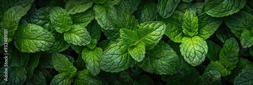 Close-up of a lush green peppermint plant with included clipping path