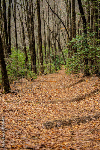 path in autumn forest