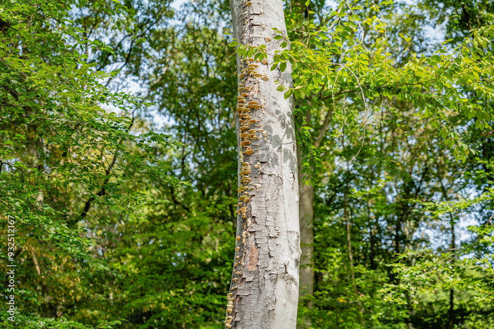 Tree trunk with growths of fungi along its bark in the Siebengebirge forest, highlighting the natural biodiversity of the area. Tree trunk with growths of fungi along its bark in the Siebengebirge forest, highlighting the natural biodiversity of the area.