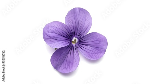 Purple flower isolated on white background.