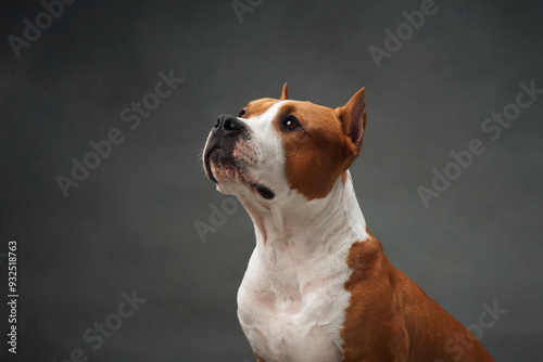 Fotografía Portrait of an American Staffordshire Terrier dog, focused and dignified