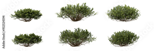 Deciduous fragrant sumac shrub bush 3D render overcast lighting on isolated transparent background png