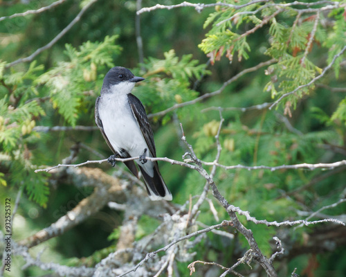 Kingbird looking right while sitting in a tree